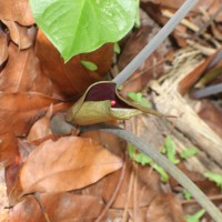 Typhonium trilobatum (L.) Schott